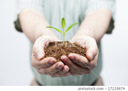 Sprout_049 Sprout_049 17229874