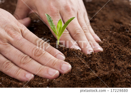 Sprout_033 Sprout_033 17229880