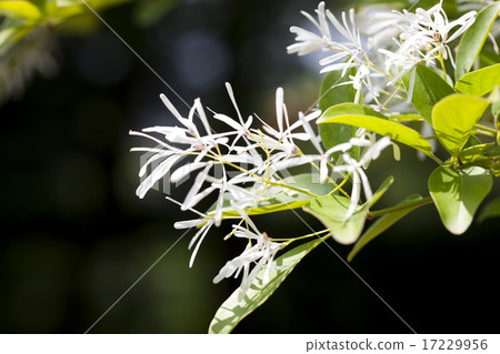 Wild Flower II_098 17229956