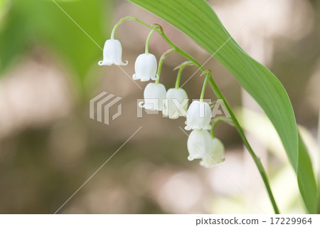Wild Flower II_020 Wild Flower II_020 17229964