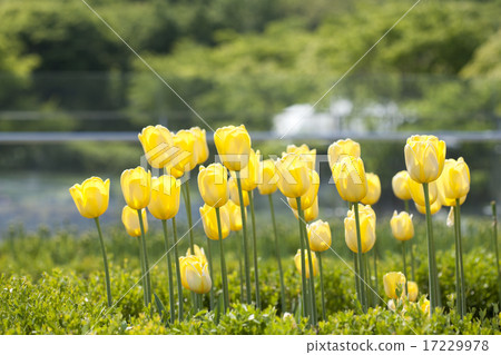 Wild Flower II_031 17229978