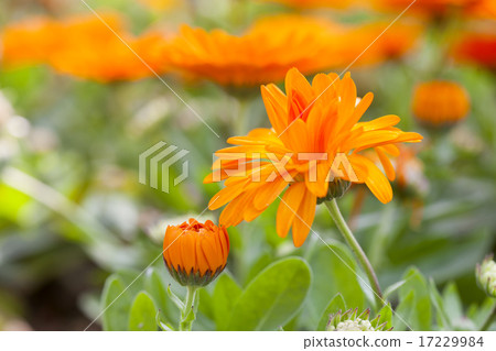 Wild Flower II_047 Wild Flower II_047 17229984