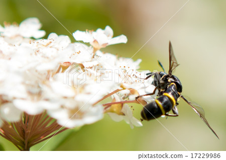 flower world_014 17229986