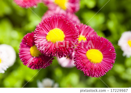 Wild Flower II_052 Wild Flower II_052 17229987