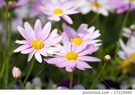 Wild Flower II_058 Wild Flower II_058 17229989
