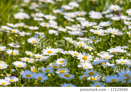 flower world_019 17229990