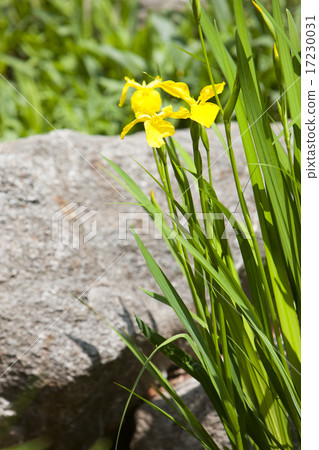 Wild Flower II_094 17230031