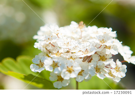 flower world_013 flower world_013 17230091