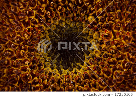 flower world_084 17230106