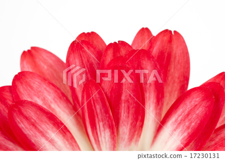 flower world_097 flower world_097 17230131