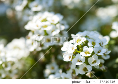 flower world_020 flower world_020 17230136