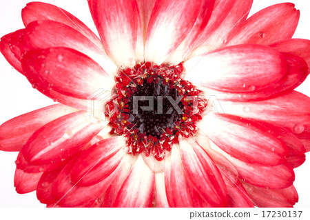 flower world_119 flower world_119 17230137