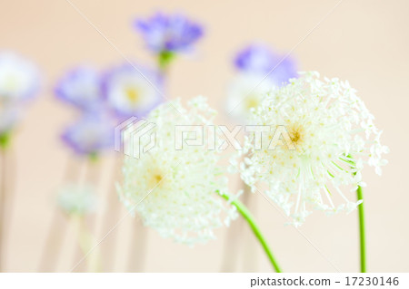 flower world_128 flower world_128 17230146