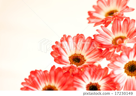 flower world_131 flower world_131 17230149