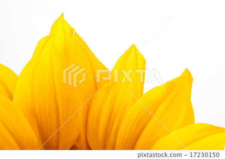 flower world_083 flower world_083 17230150