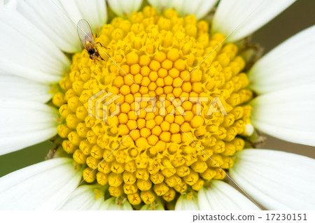 flower world_160 flower world_160 17230151