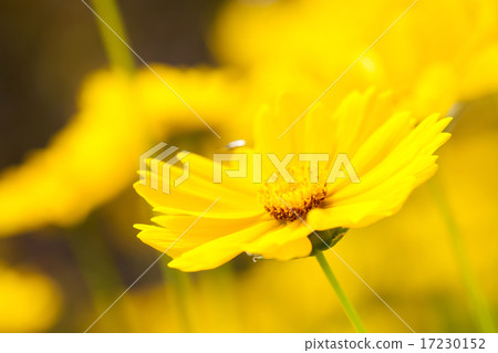 flower world_169 flower world_169 17230152