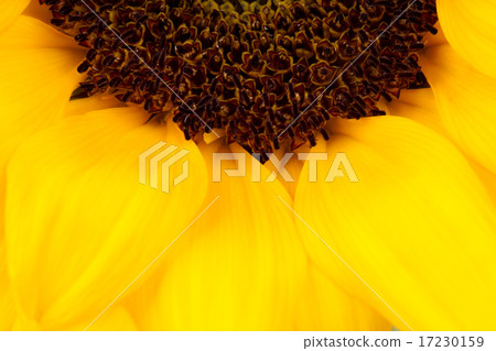 flower world_085 flower world_085 17230159