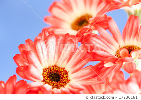 flower world_132 flower world_132 17230161