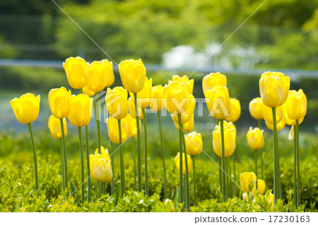 flower world_029 17230163