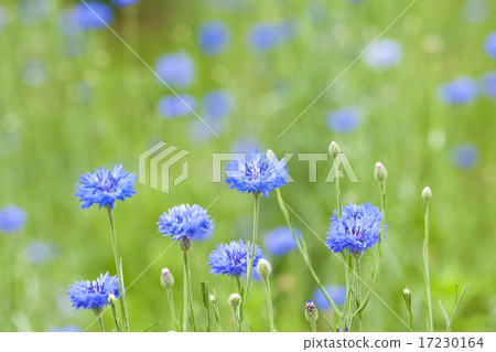 flower world_172 flower world_172 17230164
