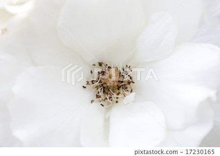 flower world_174 flower world_174 17230165