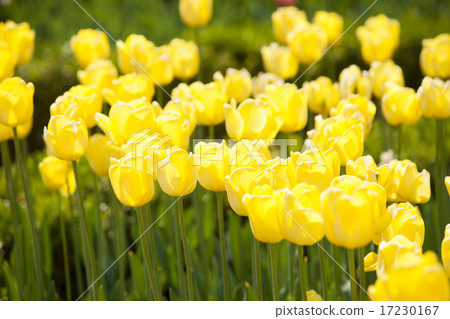 flower world_032 flower world_032 17230167
