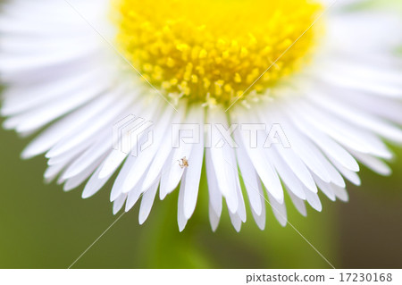 flower world_145 17230168