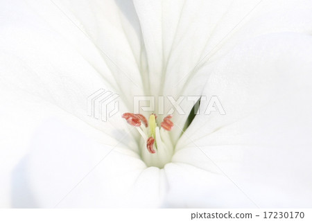 flower world_177 flower world_177 17230170