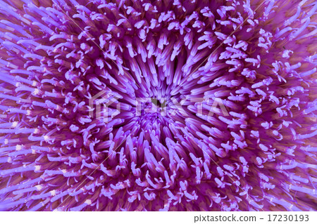 flower world_099 flower world_099 17230193