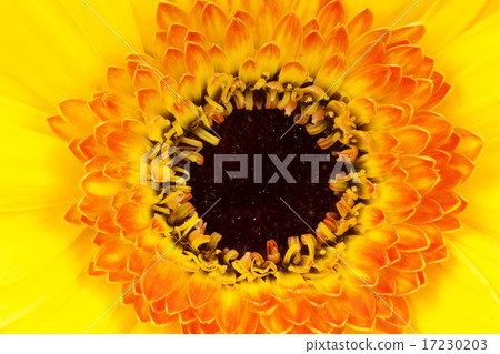 flower world_091 flower world_091 17230203
