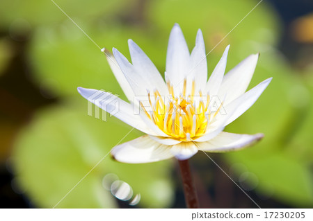 flower world_189 flower world_189 17230205