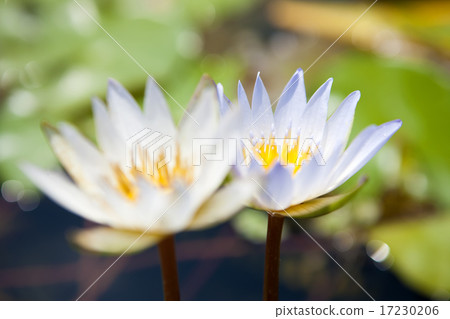 flower world_194 flower world_194 17230206
