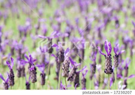 flower world_198 flower world_198 17230207