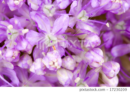 flower world_107 flower world_107 17230209