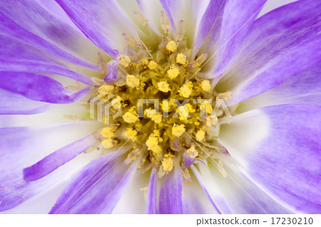 flower world_109 flower world_109 17230210