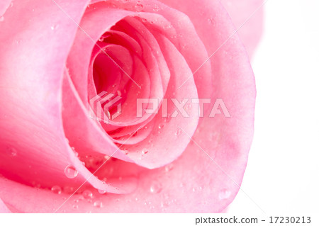 flower world_115 flower world_115 17230213