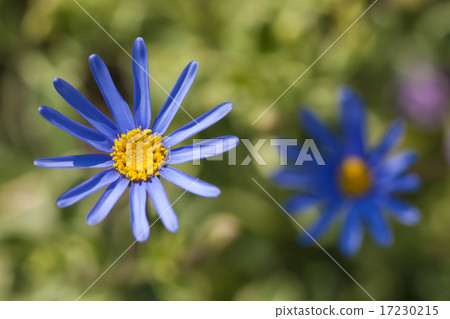 flower world_023 17230215