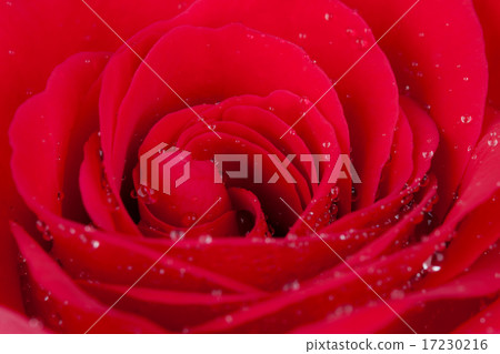 flower world_112 flower world_112 17230216