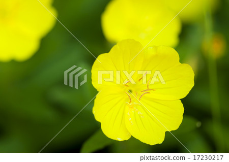 flower world_212 flower world_212 17230217
