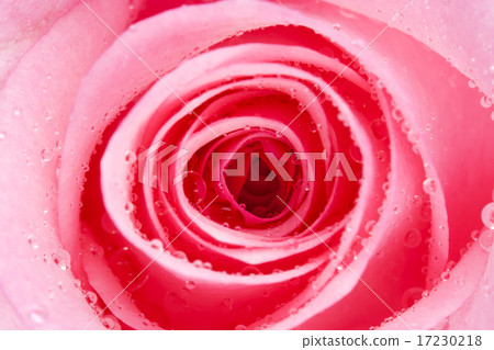 flower world_113 flower world_113 17230218