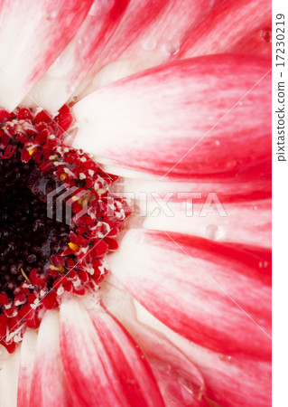 flower world_120 flower world_120 17230219