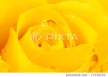 flower world_117 flower world_117 17230220