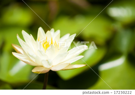 flower world_217 flower world_217 17230222