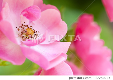 flower world_207 flower world_207 17230223