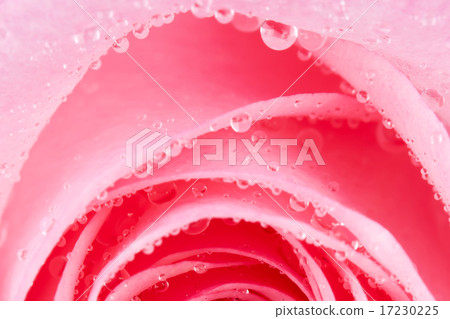 flower world_114 flower world_114 17230225