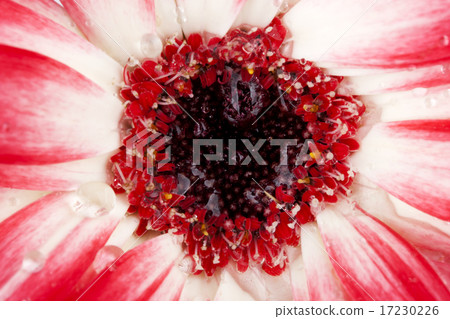 flower world_118 flower world_118 17230226