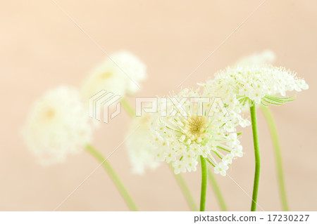 flower world_125 flower world_125 17230227