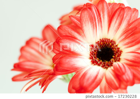 flower world_133 flower world_133 17230228