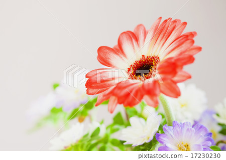 flower world_135 flower world_135 17230230